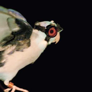 Pesquisadores protegem pássaro com mini óculos impresso em 3D