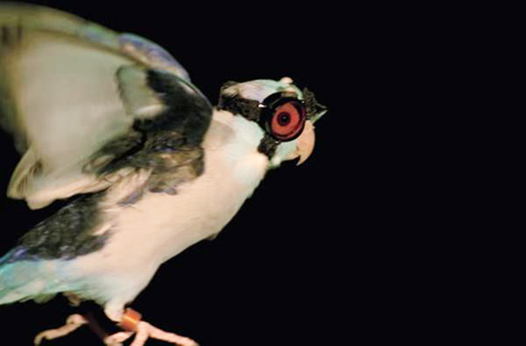 Pesquisadores protegem pássaro com mini óculos impresso em 3D<